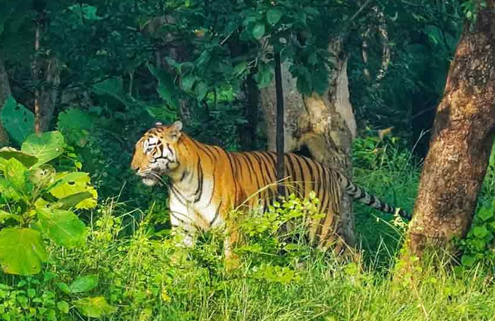 Nepal Tiger Tours
