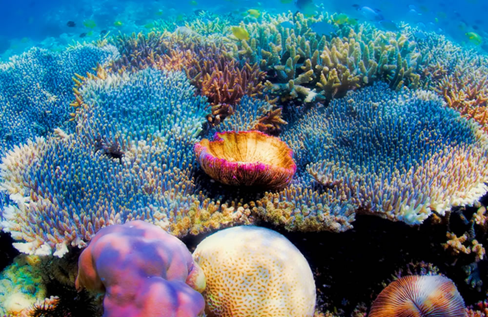 Tobago Reefs