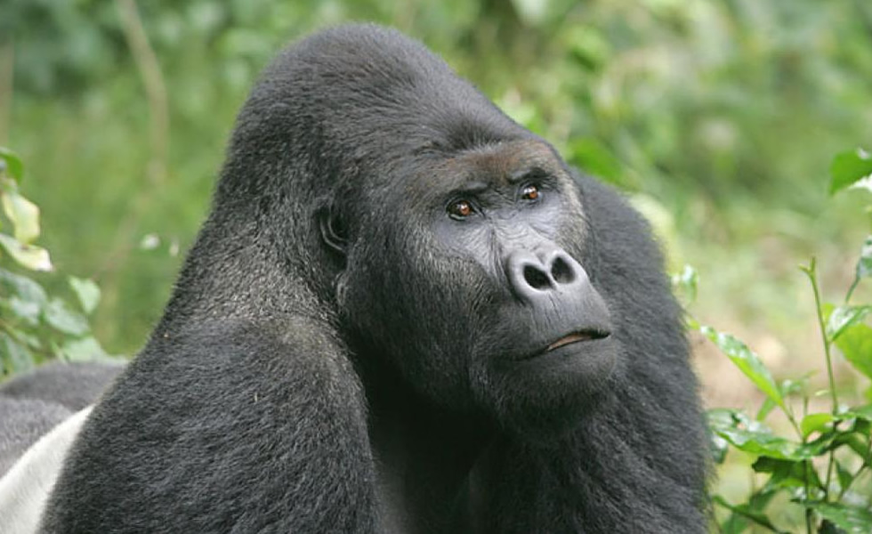 Eastern Lowland Gorilla Tracking