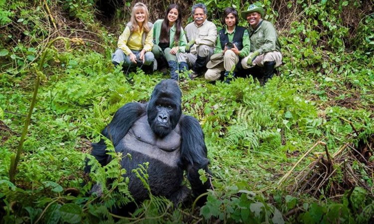 Gorilla Trekking in Africa