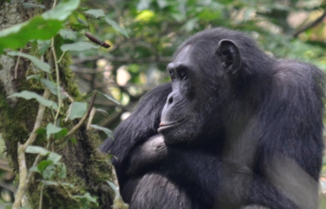 Chimpanzee Tracking in Nyungwe