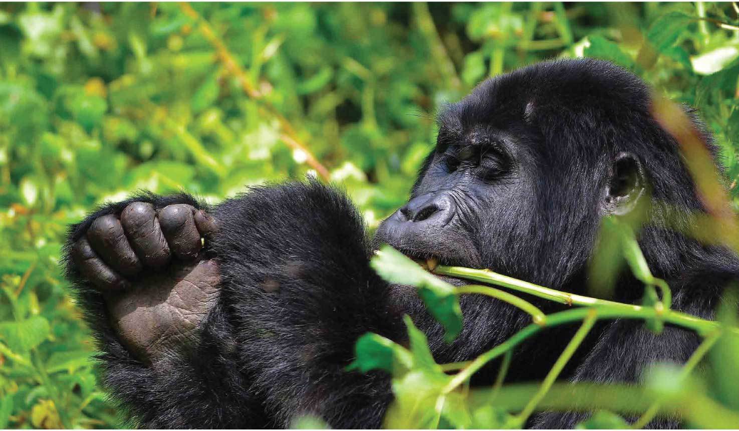 Uganda and Rwanda Primates