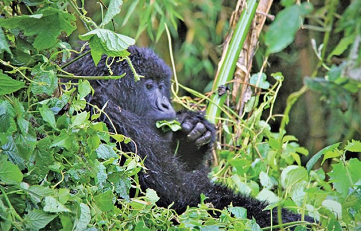 Virtual Gorilla Tours in Rwanda