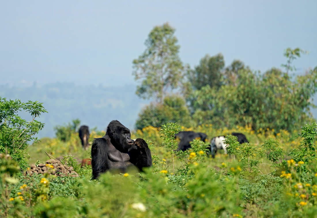 10 Tips for Tourists Visiting Congo Gorillas