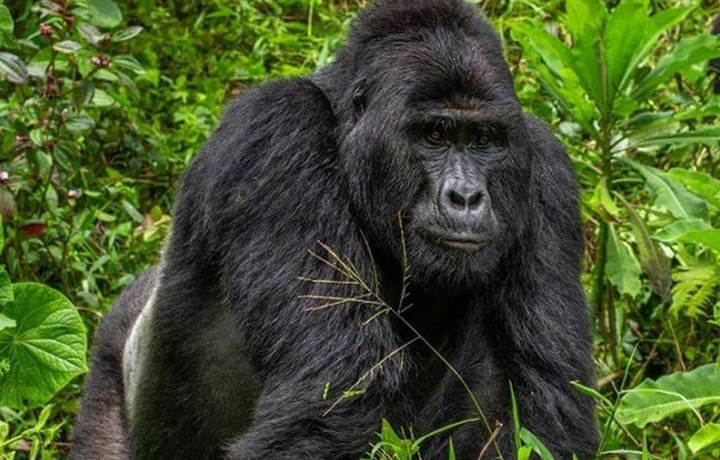 Complete Guide to Visiting Mountain Gorillas in Uganda
