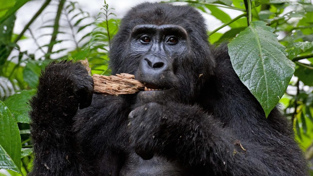 gorilla treking in rwanda